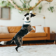 Eagle Dog Toy