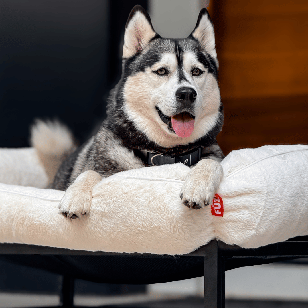 The FÜZI Dog Bed