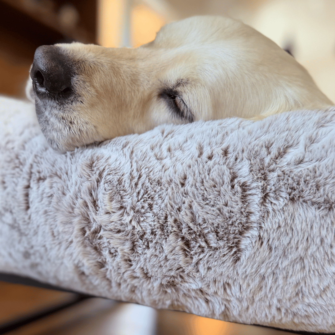 The FÜZI Elevated Dog Bed