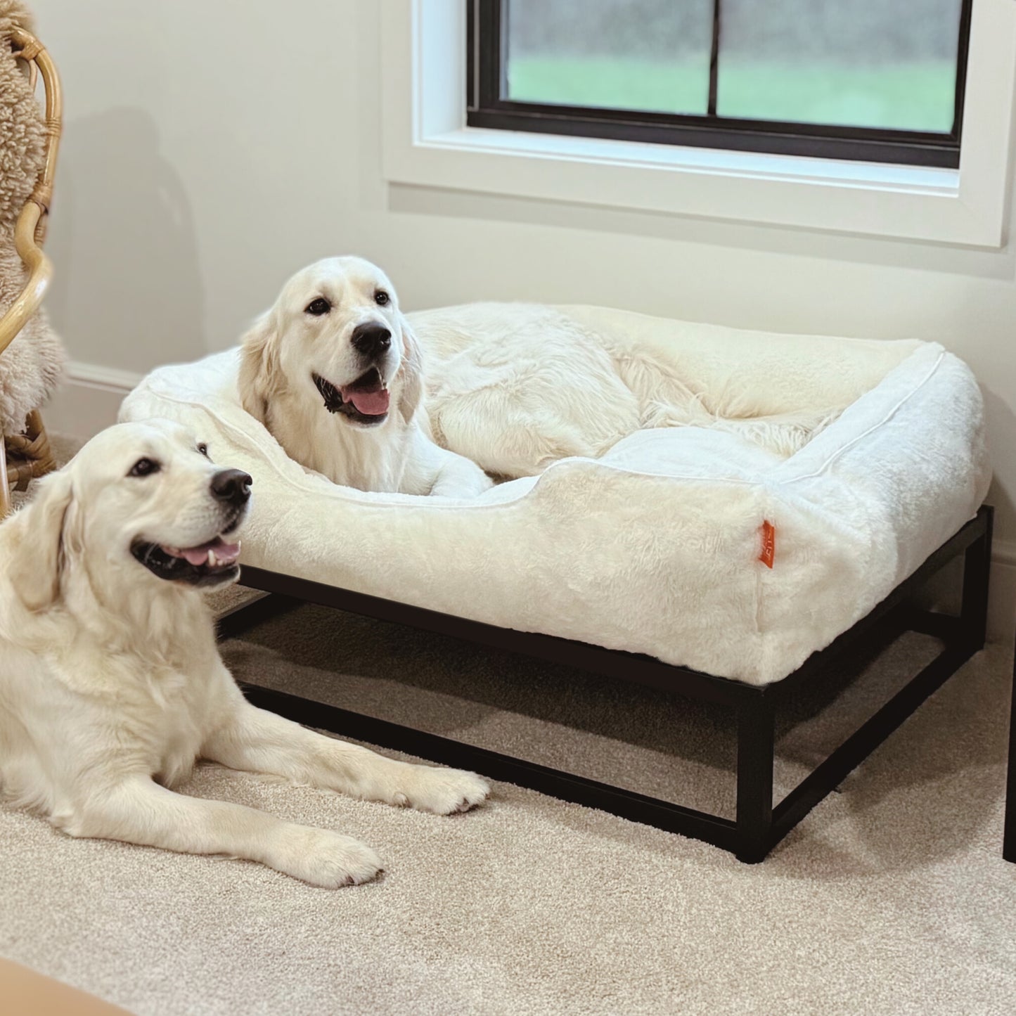 The FÜZI Dog Bed