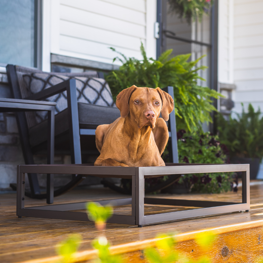 Elevated Up Pup platform dog bed by Fuzi, durable metal frame in brown, suitable for the Sammy bolster dog bed, available in small, medium, and large, designed for all weather conditions and orthopedic support.