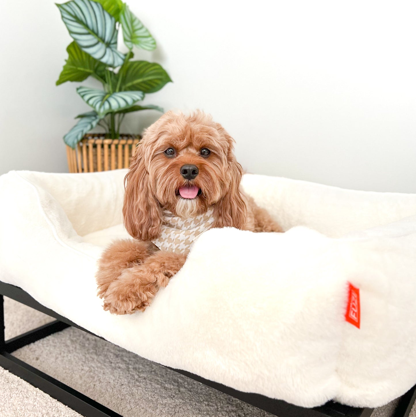 The FÜZI Dog Bed