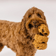 Cookies n’ Treats Dog Toy