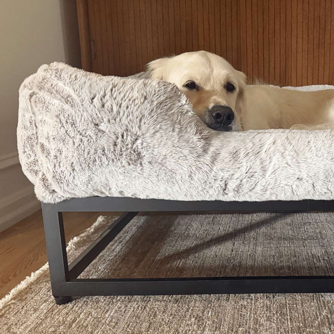 The FÜZI Elevated Dog Bed
