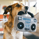 Boombox Dog Toy