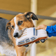80's Station Wagon Dog Toy