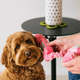 80's Wall Phone Dog Toy