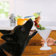 Martini Dog Toy