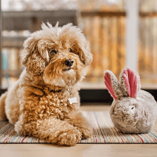 Bunny Dog Toy