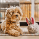 Bunny Dog Toy