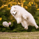 Bunny Rabbit Dog Toy