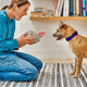 Bunny Rabbit Dog Toy