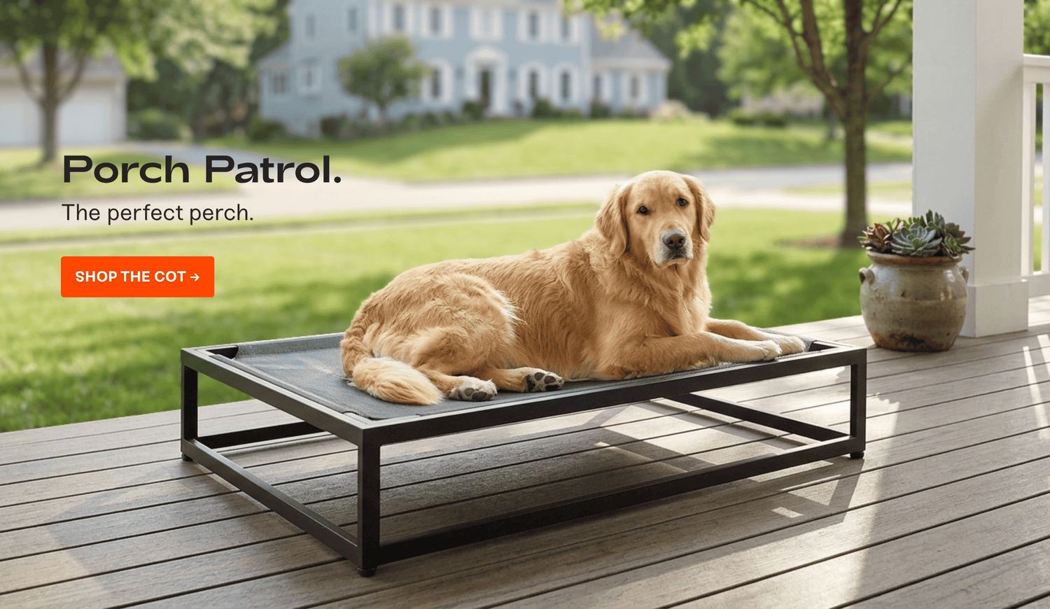 Dog on elevated do bed
