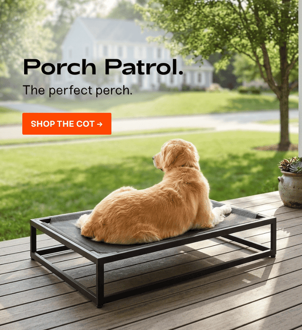 golden retriever on elevated dog bed