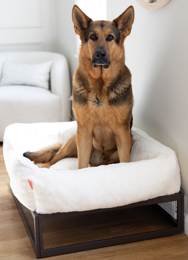 Luxury Dog Beds and Accessories banner 1