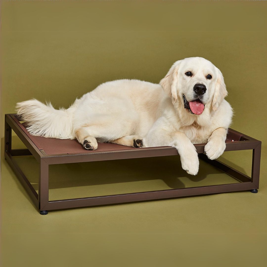 Raised dog orders beds for