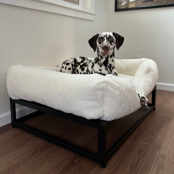 Dalmation in a an elevated white dog bed with a brlack metal base, by Fuzi, perfect for keeping your pet off the ground and comfortable