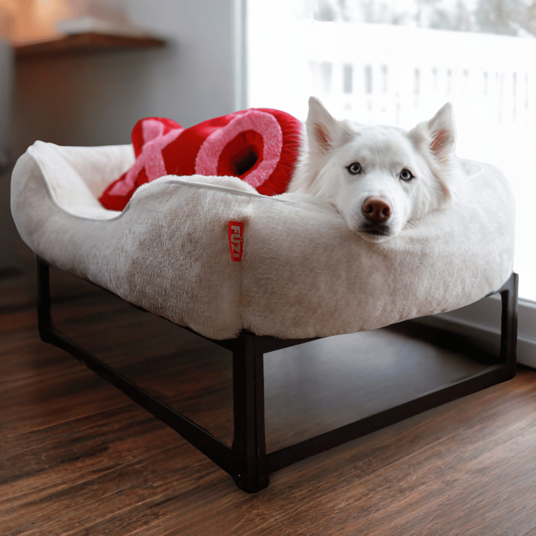 The FÜZI Elevated Dog Bed