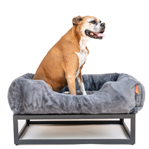Boxer Dog in a Raised dark grey dog bed with black metal base, by Fuzi, perfect for keeping your pet off the ground and comfortable
