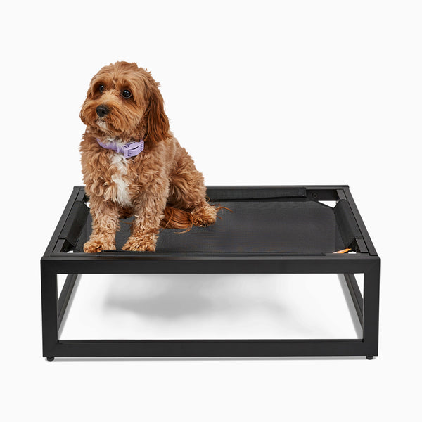 Small brown dog on a durable Up Pup platform dog bed by Fuzi, featuring a metal frame in black, perfect for adding the Sammy bolster dog bed on top, available in small, medium, and large, offering orthopedic support and suitable for outdoor use