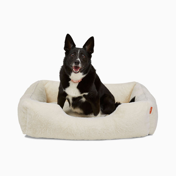 Black dog on a Sammy bolster dog bed in a medium white faux fur by Fuzi, with a removable cover available in four beautiful colors and three sizes.
