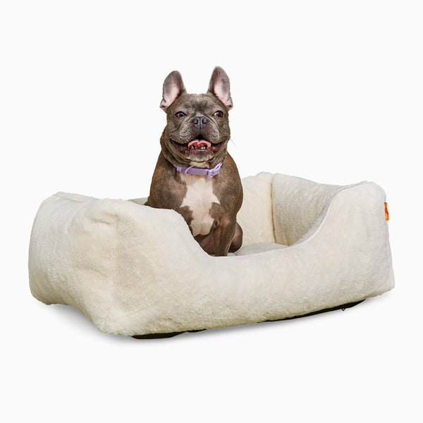 French bulldog on a Sammy bolster dog bed in a small white faux fur by Fuzi, with a removable cover available in four beautiful colors and three sizes.