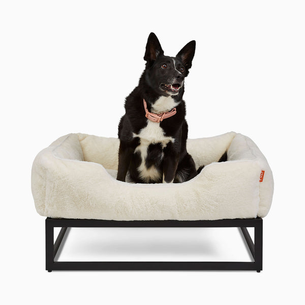 Black dog on the the Fuzi Elevated Dog bed in white faux fur, raised luxury dog beds by Fuzi, designed for enhanced airflow, support, and comfort, in white plush with a black metal base.