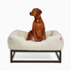 Vizsla in the the medium Fuzi elevated dog bed in white faux fur, raised luxury dog beds by Fuzi, designed for enhanced airflow, support, and comfort, in white plush with a brown metal base.